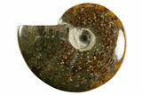 Polished Ammonite (Cleoniceras) Fossil - Madagascar #344299-1